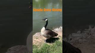 Canada Geese Hissing 🐍 subscribe [upl. by Yerga]