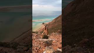 The Island of Socotra 🇾🇪 [upl. by Talya]