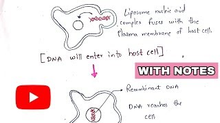 Lipofection  Liposome encapsulation  Transfection  Gene transfer technique  rDNA technology [upl. by Eelsew532]