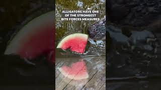 What the Heck Alligators Can Eat Watermelons [upl. by Llertram]