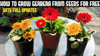 How To Grow Gerbera From Seeds For Free  FULL INFORMATION [upl. by Maridel]