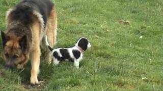 lucy cavalier king charles spaniel puppy 1st day out [upl. by Rennob]