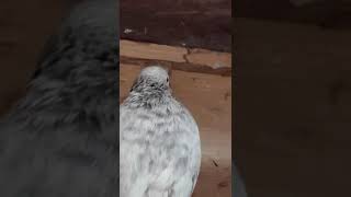 Mian Nazeer Sb Waly Goldan Kabootar pigeon  kabootar kabutar [upl. by Lehsar]