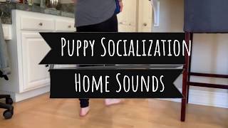 Puppy Socialization Home Sounds [upl. by Stratton]