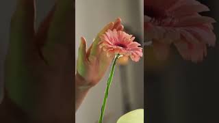 GERBERA 🌸 shortvideo plants gerbera flowers [upl. by Eniagrom184]