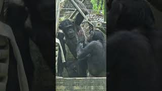 ChimpanzeePan troglodytesTaipei Zoo [upl. by Maurey]