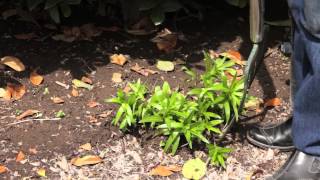 How to Relocate Lily Bulbs  Grow Guru [upl. by Seem]