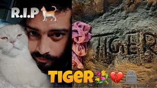 In the memories of our cat Tiger 🐈 RIP 🪦 love 💔 [upl. by Oicnaneb861]