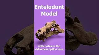 Entelodont Skull ModelJohn Day Fossil Beds National Monument Oregon [upl. by Neeloc]