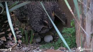 Two Great Horned Owl Eggs Visible as Athena Switches Position  March 20 2024 [upl. by Connell666]