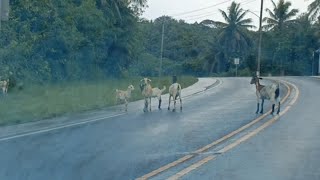 GOAT IN THE ROAD [upl. by Eeimaj]