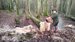 Abattage de gros bois rediffusion 2023 forestmen bucheron forestier [upl. by Nickolai79]