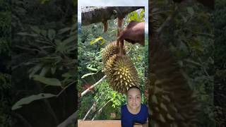 Fruta fedorenta Durian [upl. by Loriner]