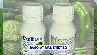 Exalt 60sc insecticide for trips Leafminer diamond back moth and fall army worm also [upl. by Noskcaj]