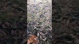 🦈 হাইব্রিড মাগুর  catfish  short video🦈 [upl. by Neehs]