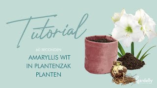 Amaryllis planten  Amaryllis decoreren gardellyholland gardelly [upl. by Jacobsen]