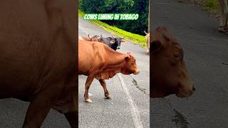 Gossiping cows on the street funny cows shorts [upl. by Alene]