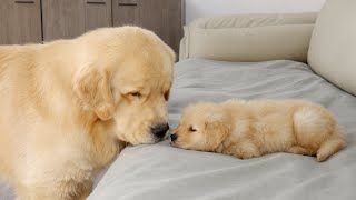 What Does A Golden Retriever Do When It Finds A Sleeping Puppy [upl. by Gladine]