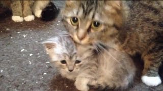 赤ちゃんを守る母猫 Mother cat guarding the baby cat [upl. by Aiam]