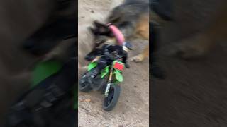 Out riding and you look over your shoulder to see… THAT 🤣🤣 Losi PromotoMX vs Pup [upl. by Buehrer]