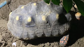 Redfoot tortoise is laying KPTortoises kptortoises exotics redfoottortoise pets [upl. by Ihcekn632]