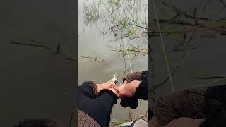 How to plug frog for fishing [upl. by Ebsen]