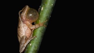 Le chant de la rainette crucifère  Spring peeper call [upl. by Azenav70]