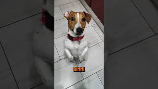 ma quale dieta🥗 comment iscriviti jackrussell like pets viralvideo [upl. by Ravahs836]