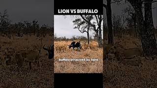 Lion vs buffalo trending animals wildlife shorts viralvideo buffalo lion [upl. by Ilonka776]