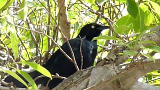 Greater Antillean Grackle Old San Juan Puerto Rico [upl. by Asilem928]