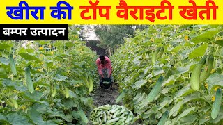 खीरा की बम्पर पैदावार वाली वैराइटी।khira ki kheti kab aur kaise karen।khire ki kheti।khira ki kheti [upl. by Acnayb]