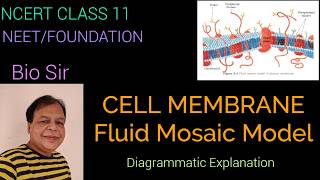 Cell membrane  Structure and Function  complete exlanation Fluid Mosaic Model [upl. by Redle495]