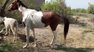 Amazing horse and buffalo at village life work [upl. by Ellimaj]