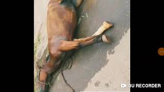 Tetanus in horses  LOCK JAW or WODDEN HORSE CONDITION equine disease  Horse with tetanus घोड़ों [upl. by Malinde]