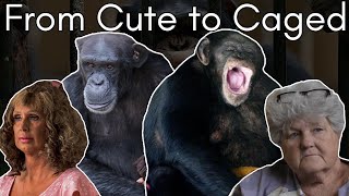 Chimp Queens The Illegal Dark Side to Pet Chimpanzees  Cid Dwyer [upl. by Atiniv]