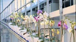 Geest Orchideeen Orchids Plant Order System 2007 [upl. by Anel]