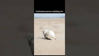 fossilization process unfolding live [upl. by Sorazal]