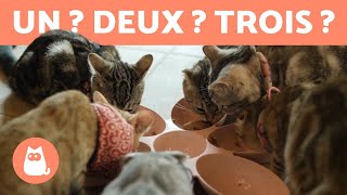 Combien de chats peuton avoir chez soi  ðŸ±ðŸ [upl. by Anekahs370]