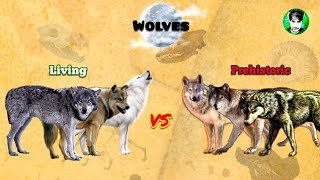 WOLVES  Size Comparison  Extant vs Extinct  All Subspecies [upl. by Murton]