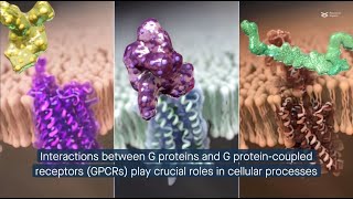 G protein trimer GβGγ composition influences membrane localization and GPCRmediated signaling [upl. by Rabassa]