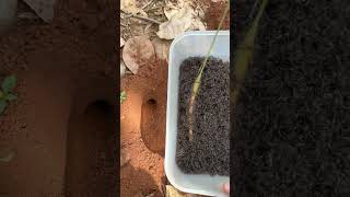 Bullet ants catch massive cricket for food so cool shorts [upl. by Pelligrini604]