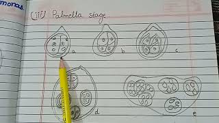 Asexual reproduction in ChlamydomonasAsexual reproduction by zoosporesaplanosporesPalmella stage [upl. by Shalom]