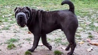 Shar Pei Protected By Folds When It Was Attacked At Dog Park [upl. by Ress649]