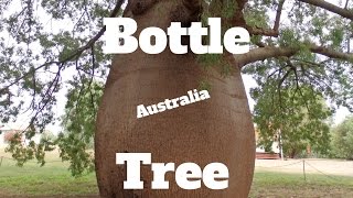 Growing a Bottle Tree from Australia [upl. by Anuqahs]