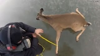 Stuck for days deer rescued from frozen lake [upl. by Fenny857]