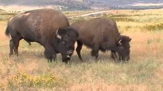 Bison sounds closeup in Montana [upl. by Adnilasor]