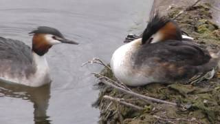 THE GREAT CRESTED GREBE  THE CIRCLE OF LIFE  IN HD [upl. by Latty]