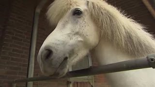 Zu Besuch bei den Islandpferden auf Hof „Vindhólar“ in Stapelfeld [upl. by Hola]