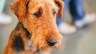 Airedale Terriers Good Guard Dogs [upl. by Noswad]