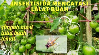 INSEKTISIDA LALAT BUAH PADA TANAMAN TOMAT [upl. by Yenahteb825]